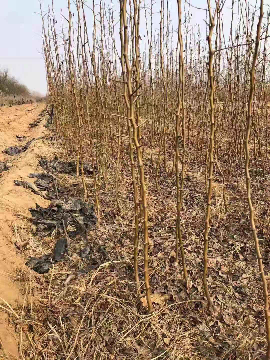  正宗盘克汉姆文登丑梨苗便宜热卖！