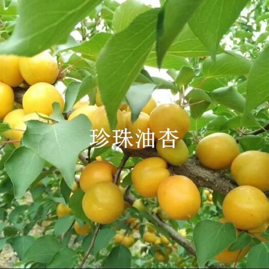 泰安 珍珠油杏苗   自己苗地种植嫁接  保证品种和成活率