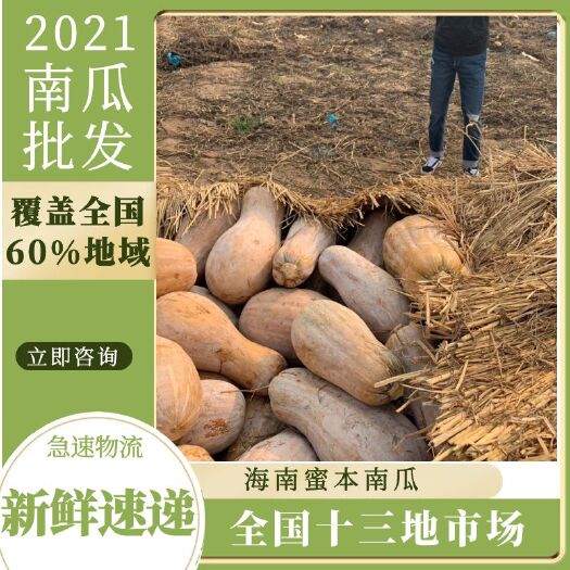 东方市海南蜜本南瓜大量批发