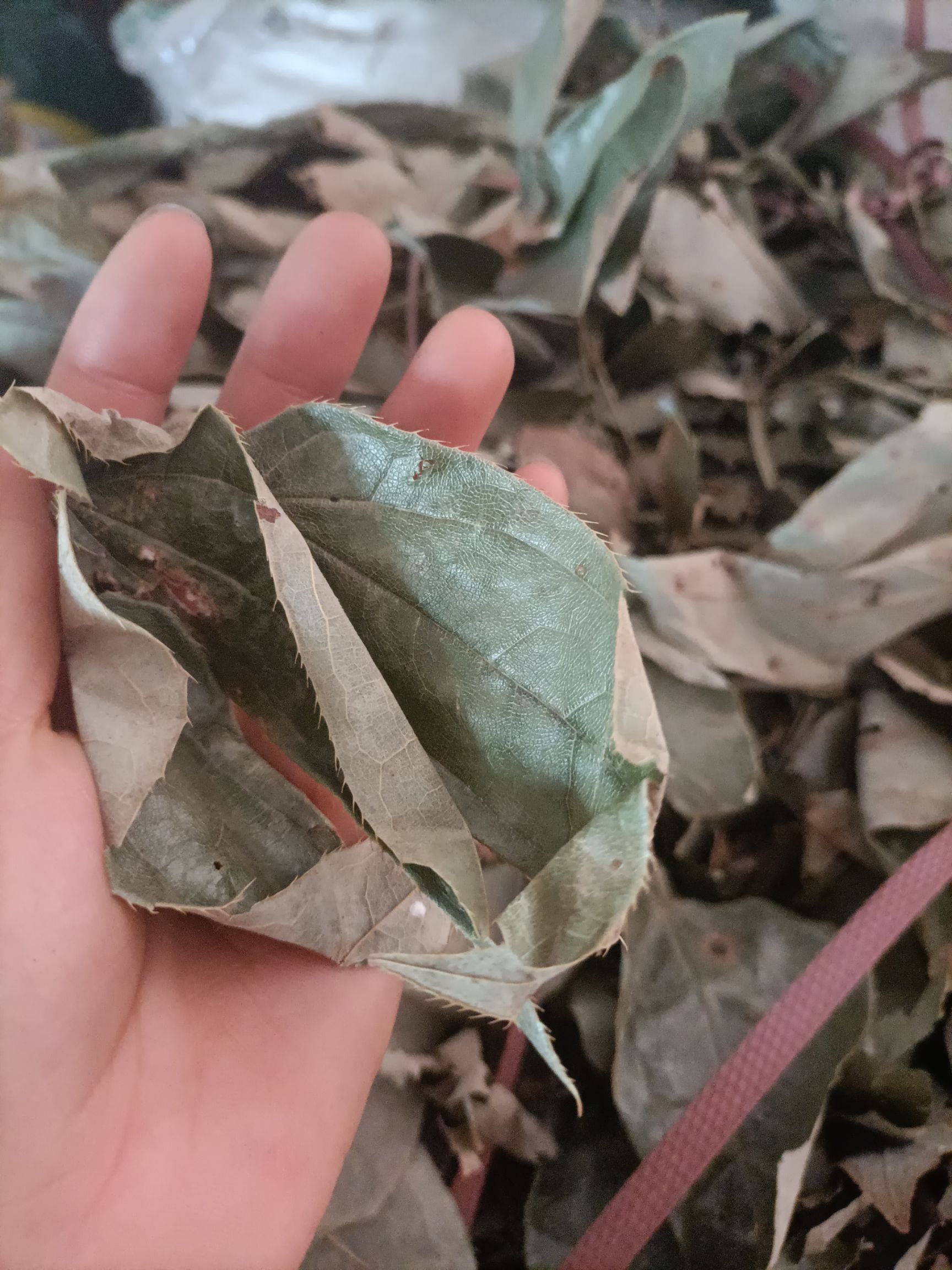 箭叶淫羊藿  中药材 淫羊藿 产地直销，非人工种植，大货批发