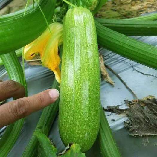 惠东县绿皮西葫芦  口感清爽，包装完整
