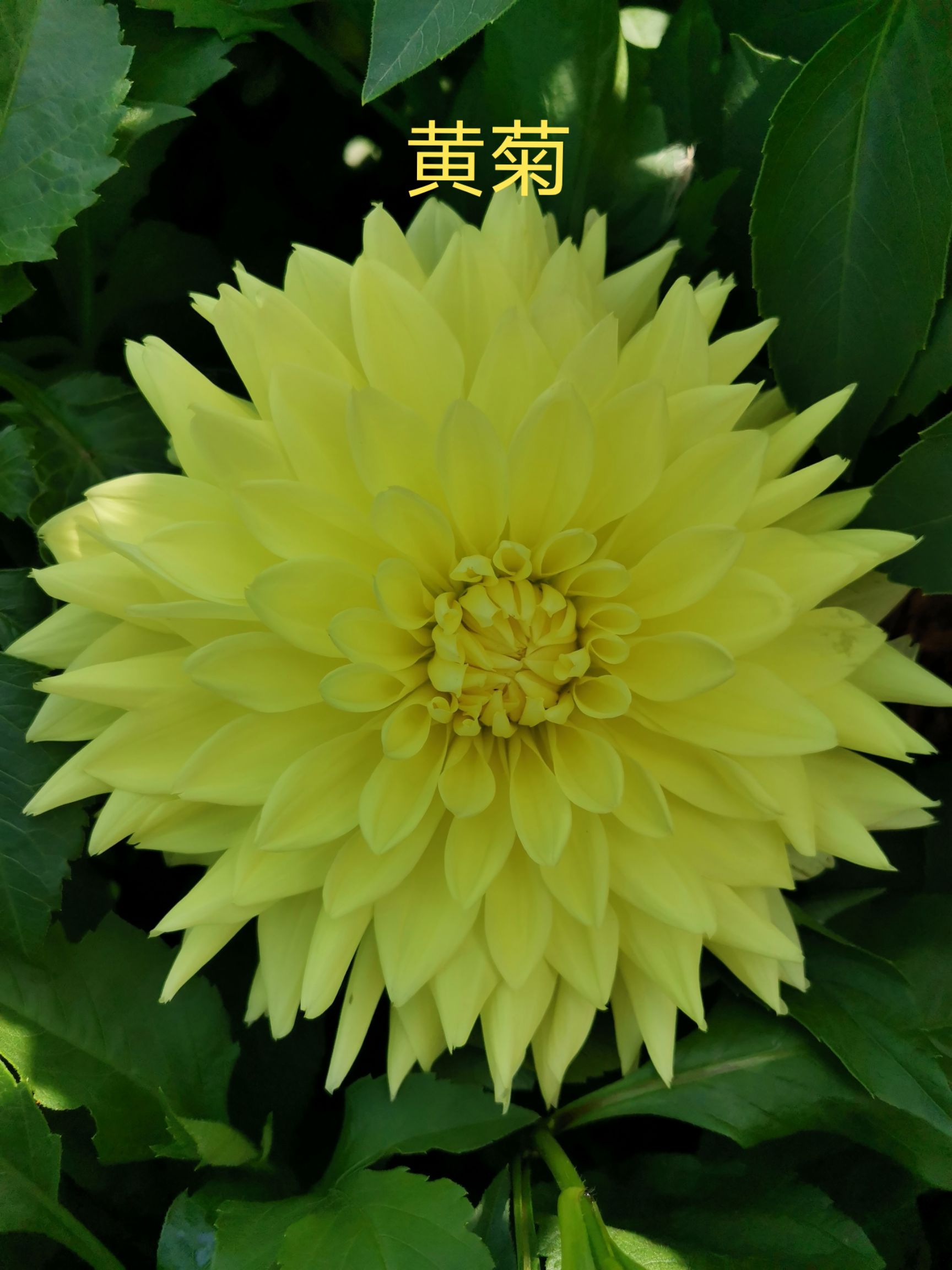 大丽花苗  甘肃大丽花,临洮大丽花,甘肃临洮大丽花,甘肃芍药,切花芍药