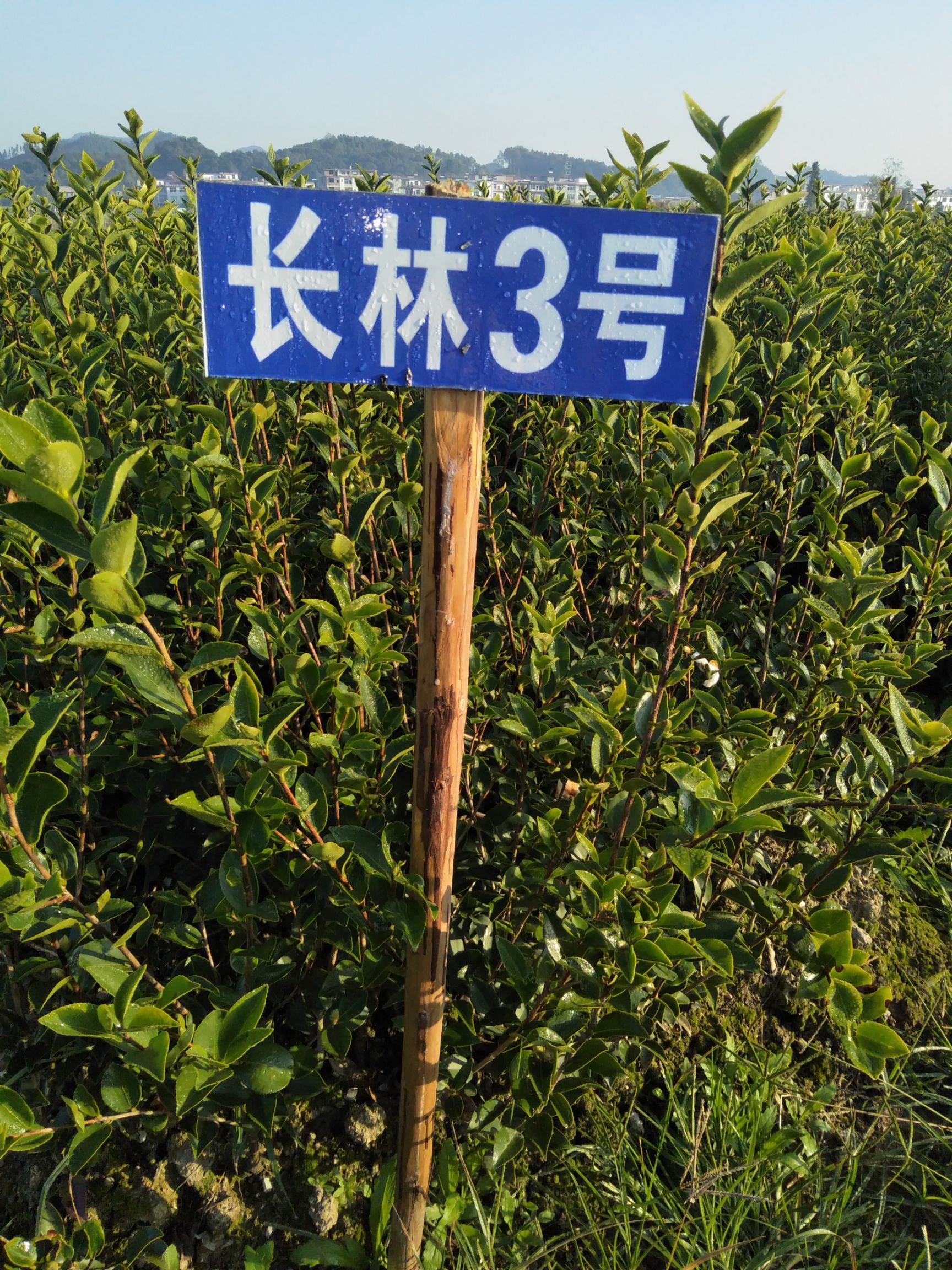 长林高产嫁接油茶苗  这种是25厘米以上通货，裸根苗