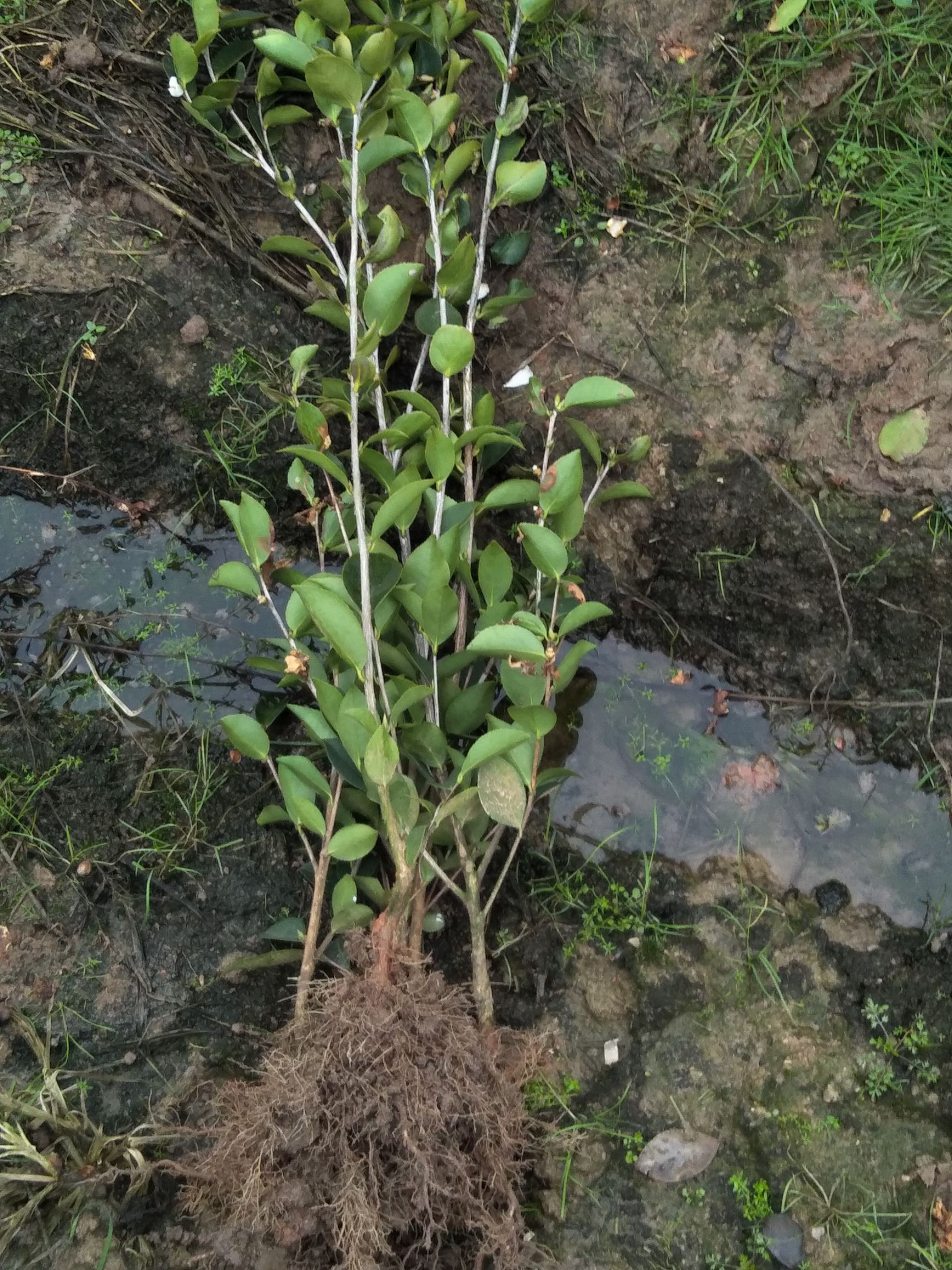 长林高产嫁接油茶苗  这种是25厘米以上通货，裸根苗