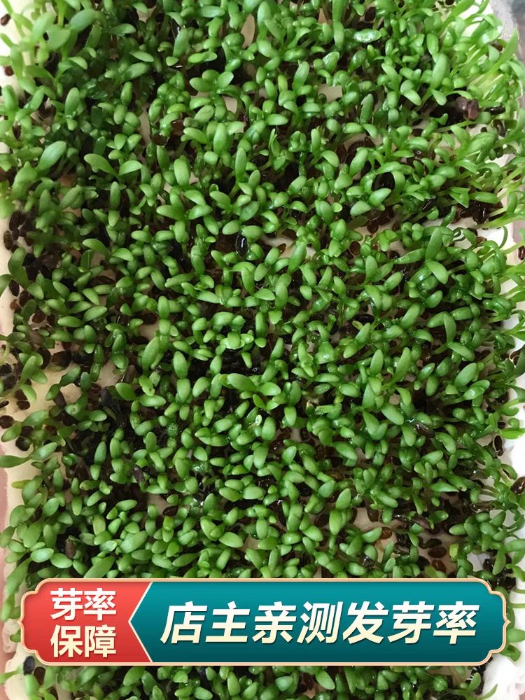 车前草种子 纯新种子发芽高 免费提供种植技术 可回收产品