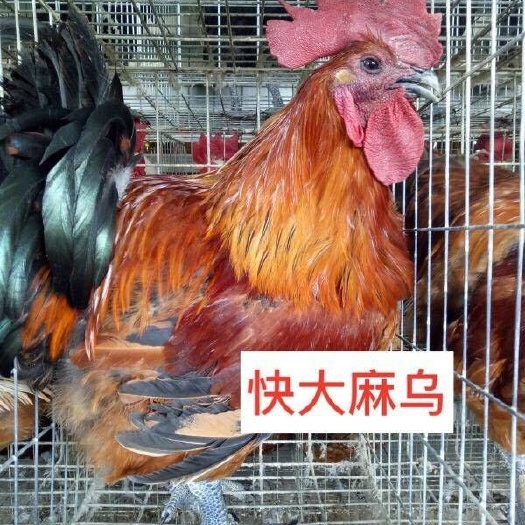 南宁肉鸡苗  快大 麻羽乌鸡   快大乌鸡苗  大种麻乌鸡苗