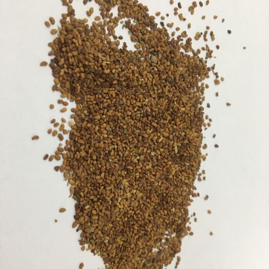 广州紫花苜蓿种子  紫花苜宿