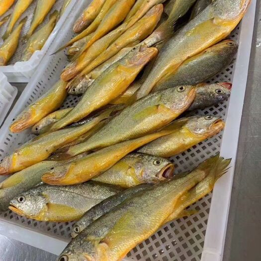 东山县黄花鱼  一盒8两，一盒2—3条
