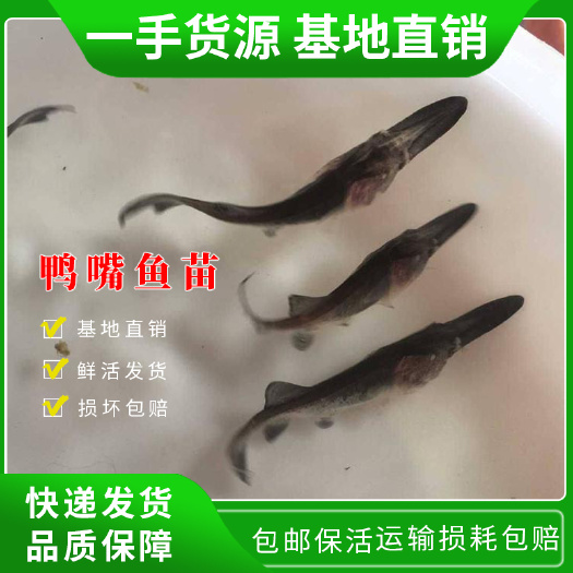 中山市鸭嘴鱼鱼苗 广东鸭嘴鱼苗