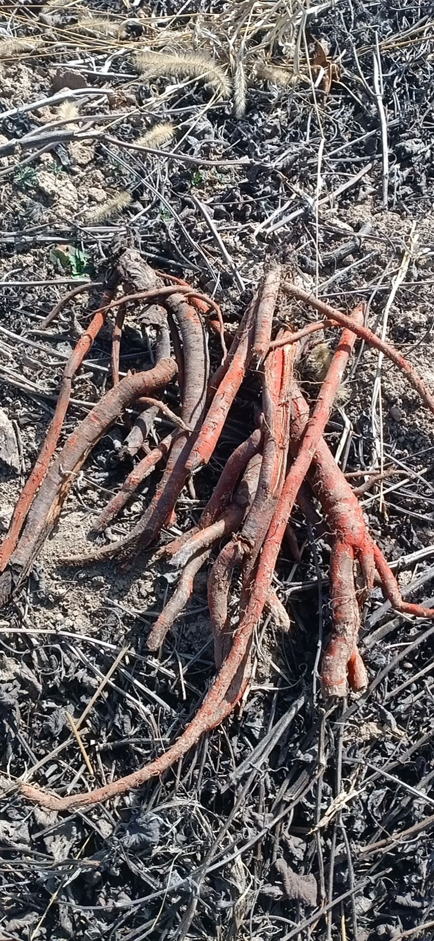 紫花丹参 万荣段栽丹参籽