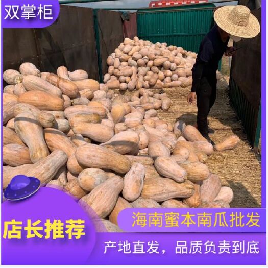 上海海南蜜本南瓜上海高端市场市龙头企业直供
