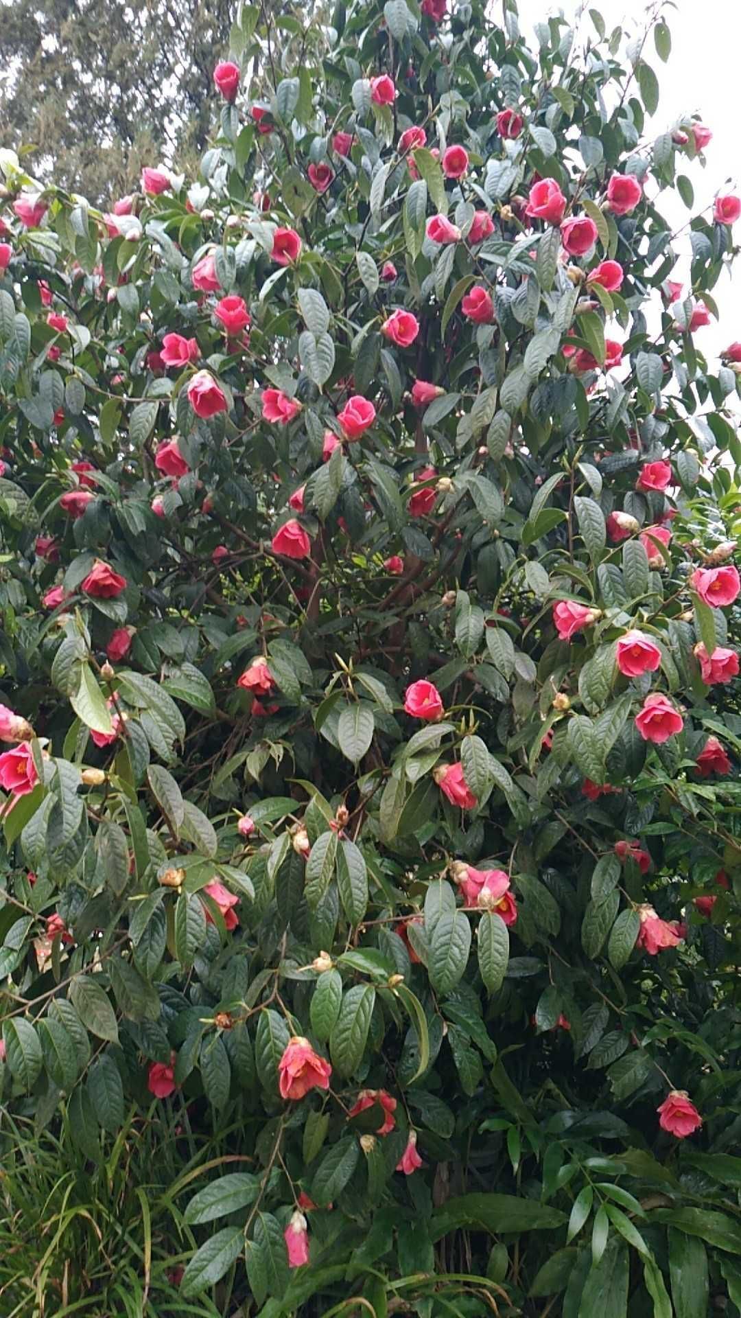 红花油茶树 出售红花油茶苗