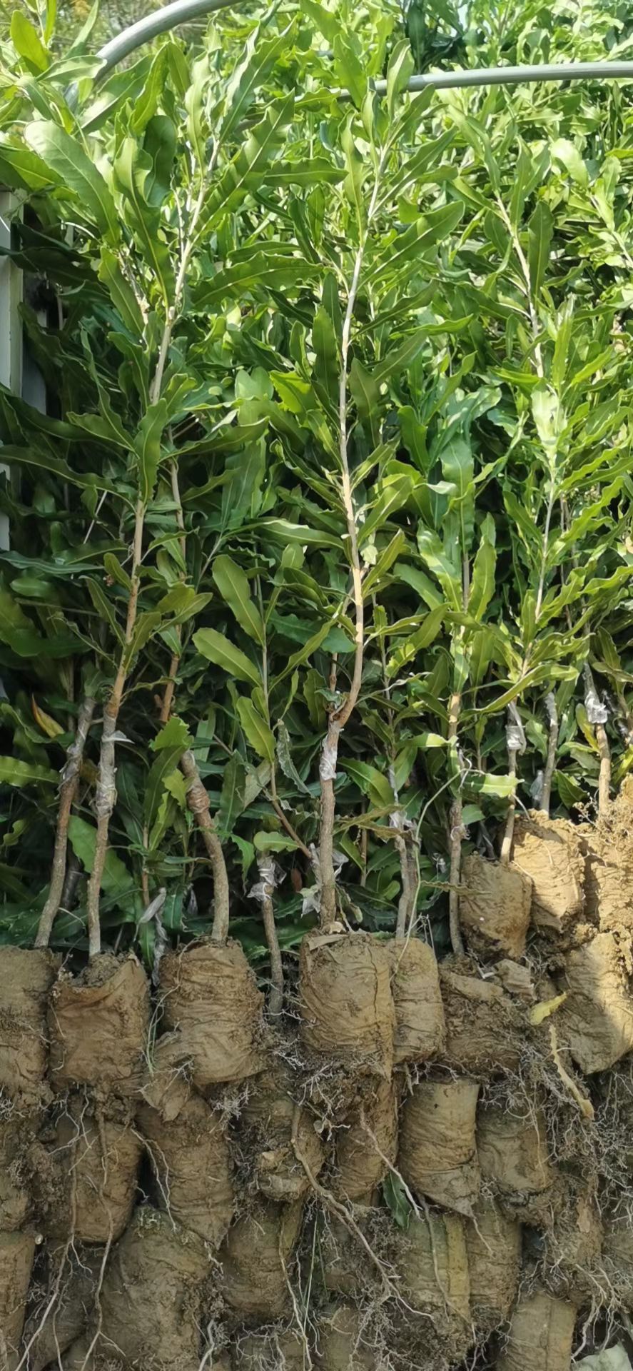 夏威夷果苗  夏威夷果，澳洲坚果桂热一号坚果嫁接苗。