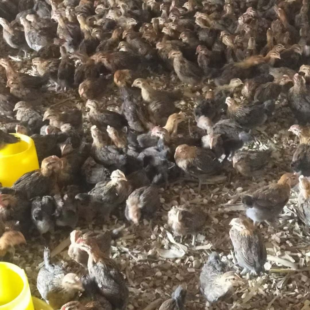 黑鸡苗  麻鸡  乌鸡  鸡苗  有2斤左右疫苗做好