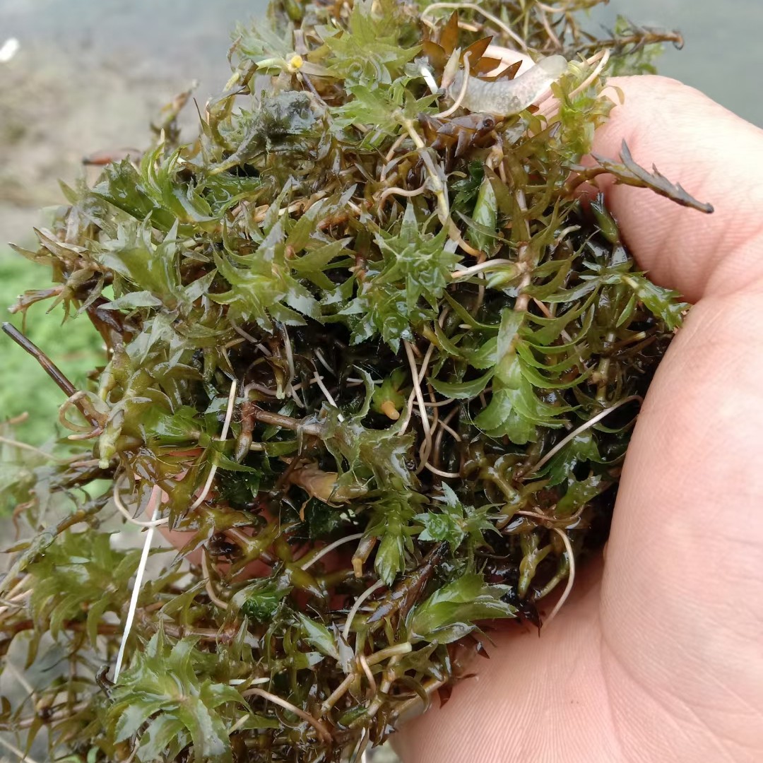 洪湖市伊乐藻，轮叶黑藻，四季苦草，各种款式养殖龙虾水草