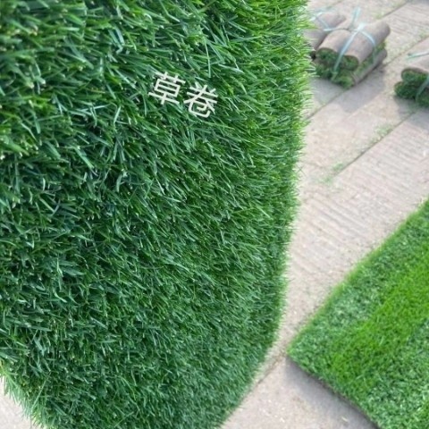 湘潭县果岭草 混播草足方！足方！