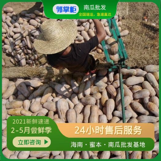 东方市蜜本南瓜  海南东方八所正宗密本南瓜送往上海精品货源