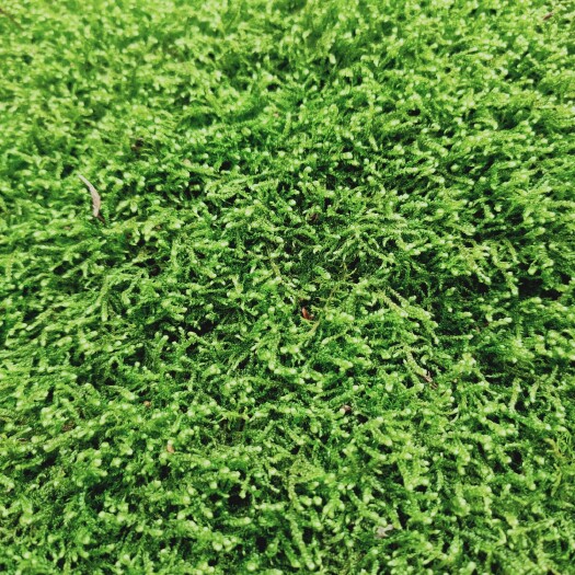 贵阳青苔  苔藓供应