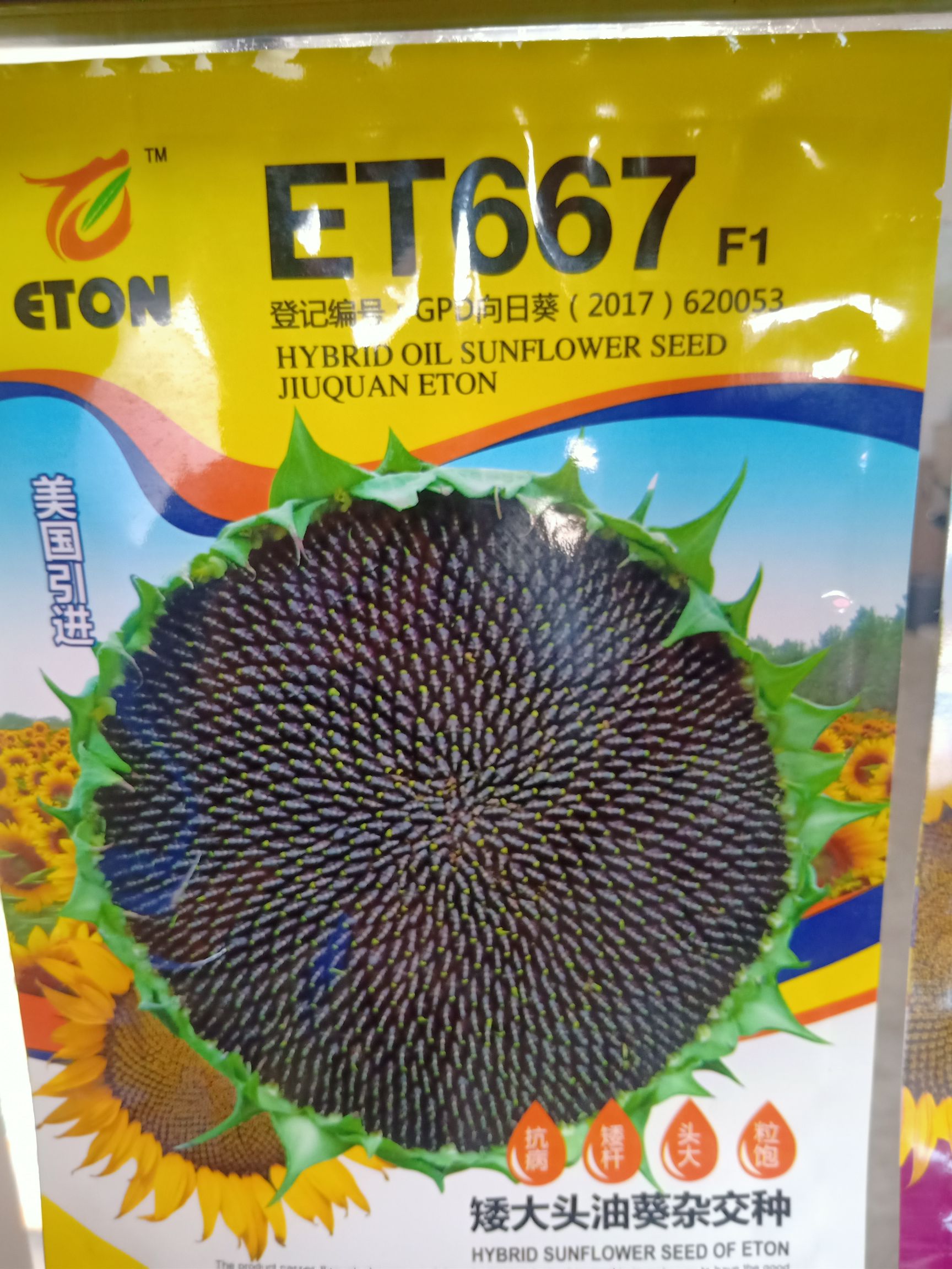 金塔縣油葵種子 ET667油葵，桿矮頭大，產量高，出油高。