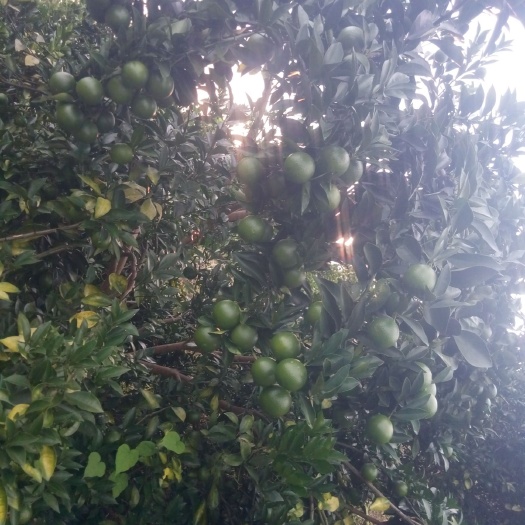 廉江市红江橙苗 无核红橙 廉江无核红橙