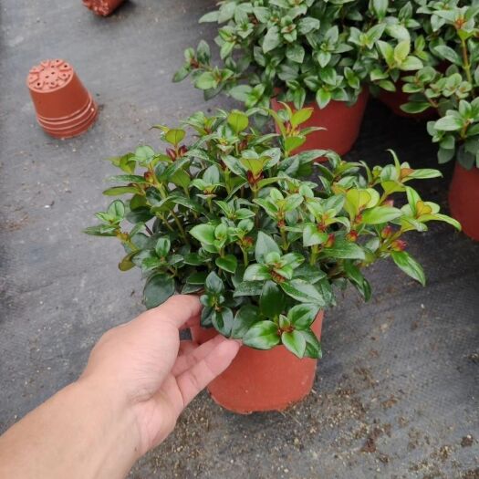 漳平市小宝宝金鱼草 红色金鱼花批发