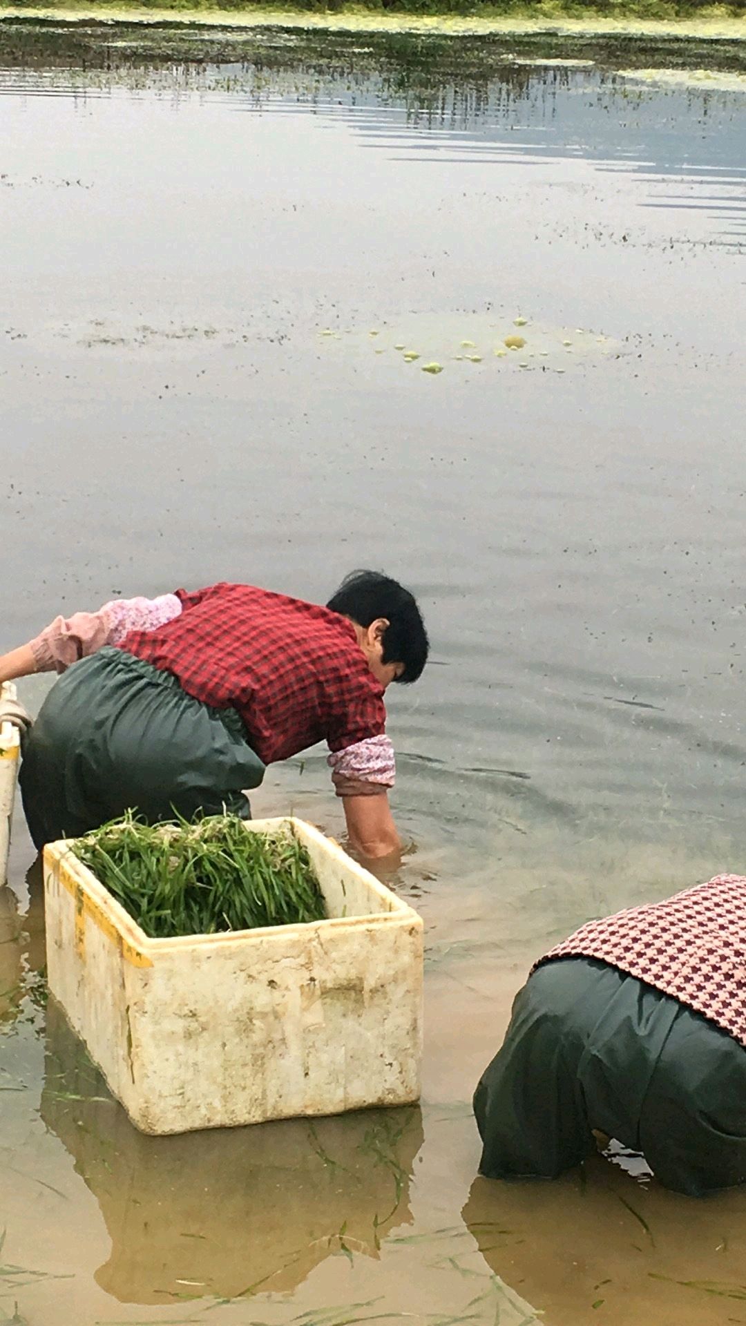 苦草