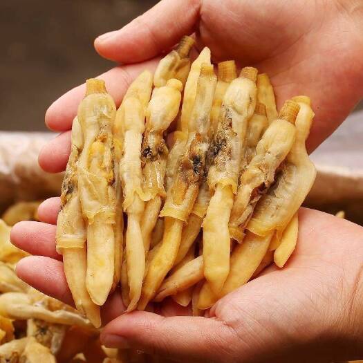 福州【包邮】新鲜大蛏子干海蛏干海鲜干货海蛏子竹节蛏子肉半干