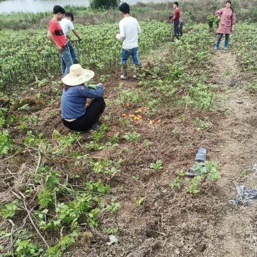 罗城县吴茱萸苗 中花吴株萸苗