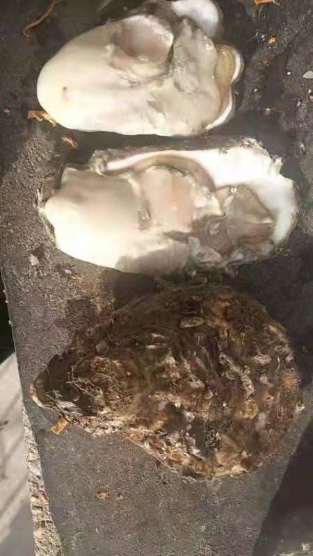 大连三倍体生蚝  1.5-4全规格货通货