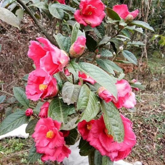 全州县红花油茶树 出售红花油茶苗