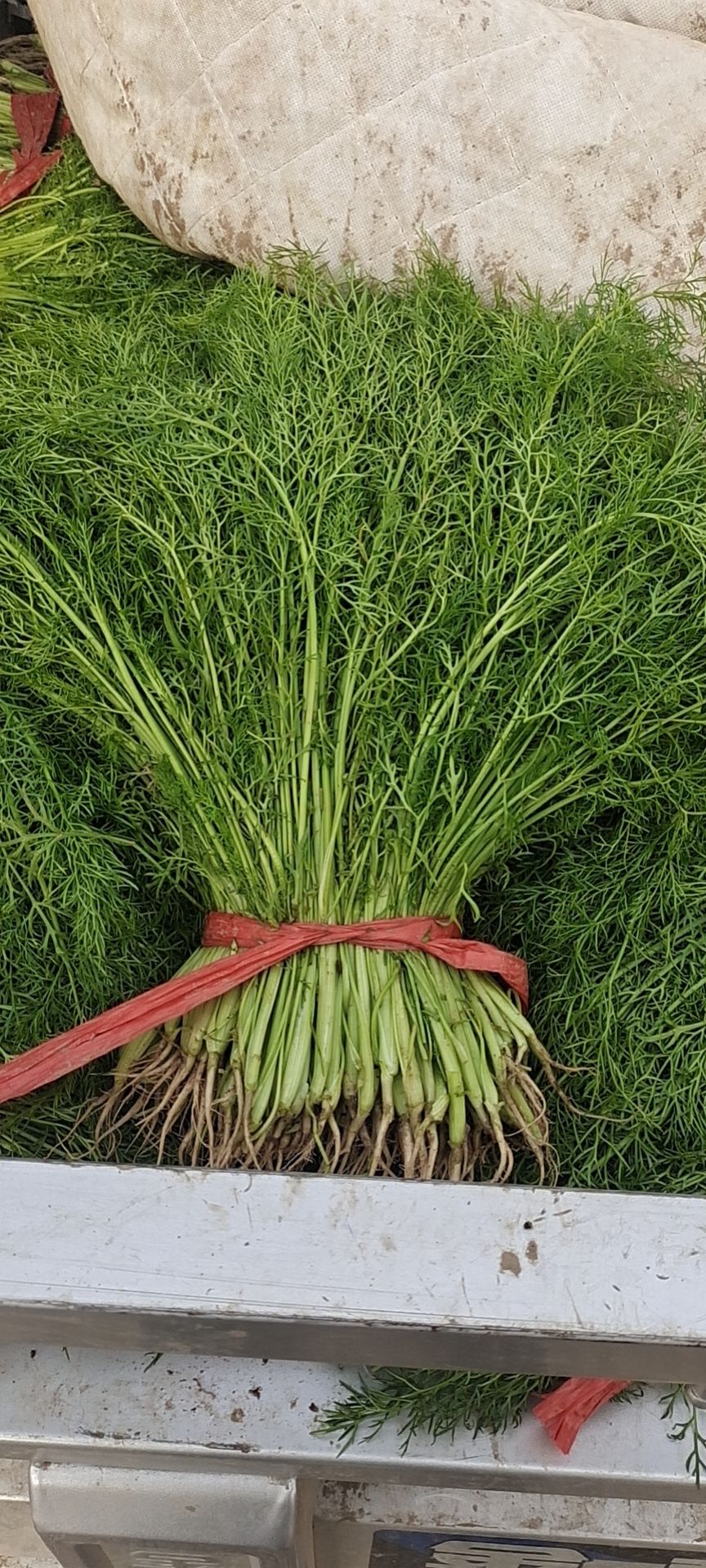 大叶韭菜 河北廊坊香河大量蔬菜，上市欢迎前来合作