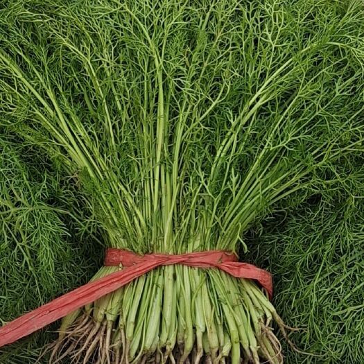 香河县大叶韭菜 河北廊坊香河大量蔬菜，上市欢迎前来合作