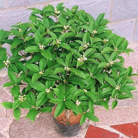 漳平市四季桂花批发