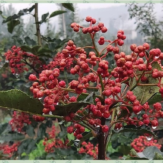 汾阳市优惠种苗无刺花椒苗两年苗三年苗当年挂果包邮