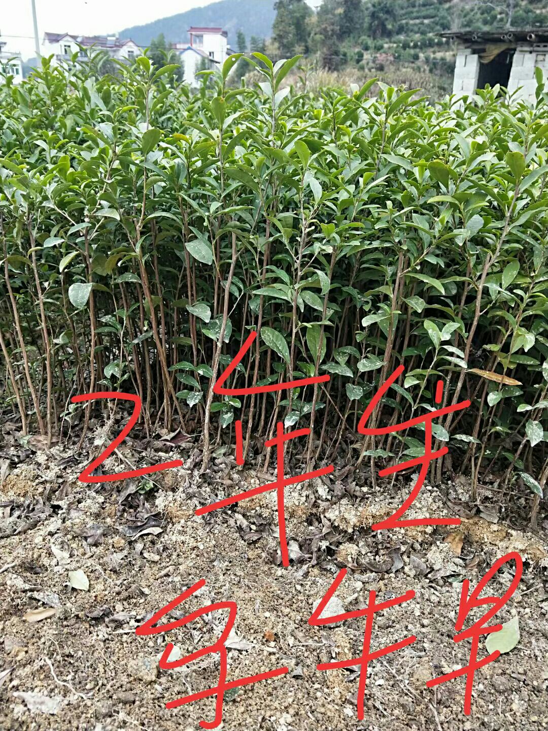 乌牛早茶苗 茶叶苗 乌牛早两年苗根系好