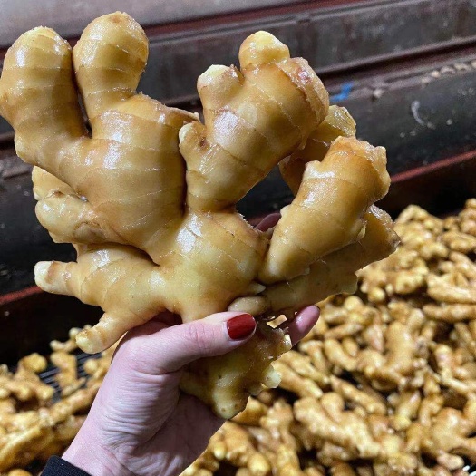 沂水县常年供应大黄姜 小黄姜 水洗姜 风干姜一手货源
