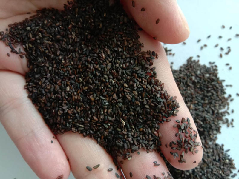 纯新精选车前草种子包发芽车前草籽