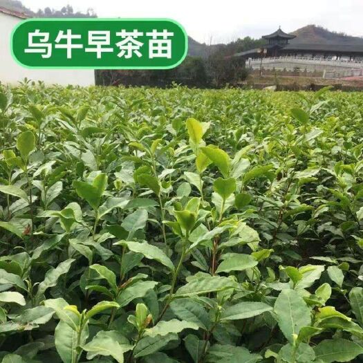 乌牛早茶苗 茶叶苗 乌牛早两年苗根系好