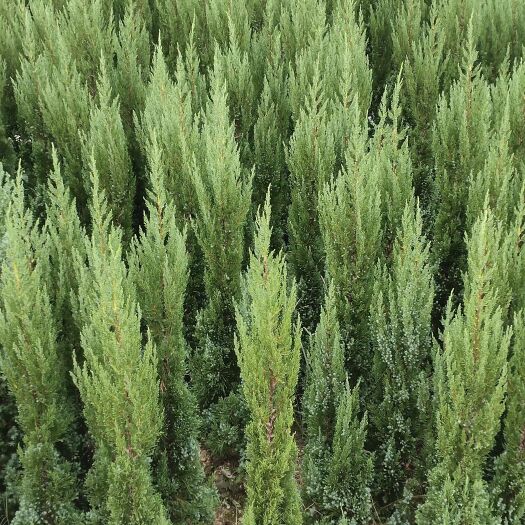 泉州 福建泉州清明树墓地树陵园种植塔柏塔松多种规格量大优惠