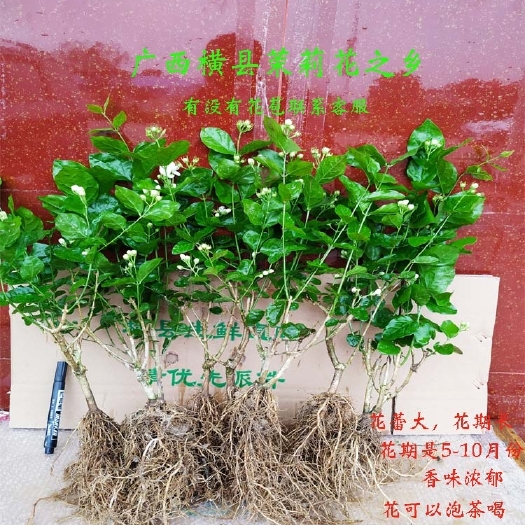 横州市重瓣茉莉  茉莉花盆栽苗庭院室内阳台四季花卉观花植物驱蚊老桩