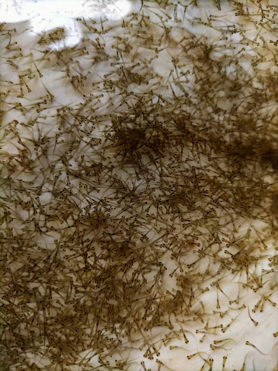 草鱼水花  各种水花