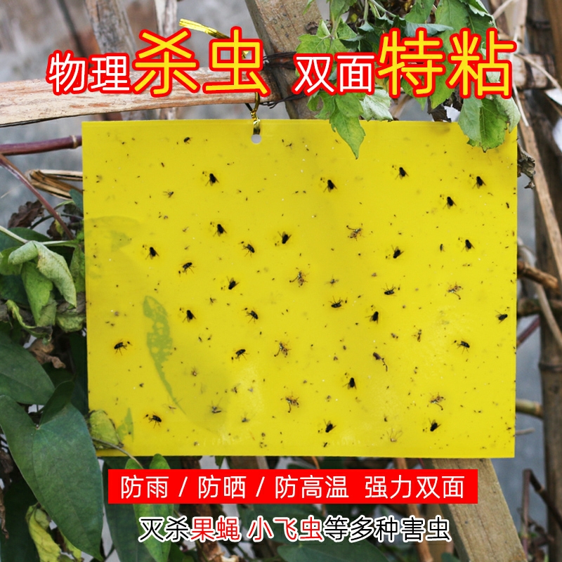 黄蓝双面粘虫板诱虫板灭小飞虫果蝇用于农业大棚果园茶园绿植花