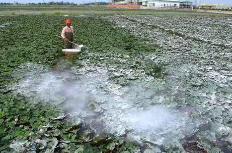 生石灰粉农田消毒杀菌改善土壤