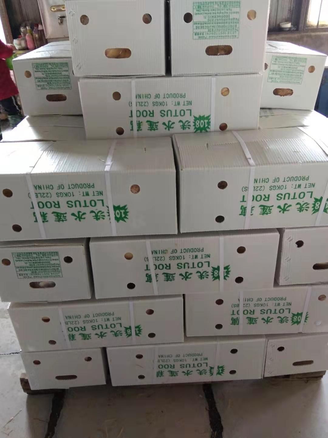 鄂莲6号  出口莲藕出口外销莲藕真空包装，销往东南亚，欧美多个国家。