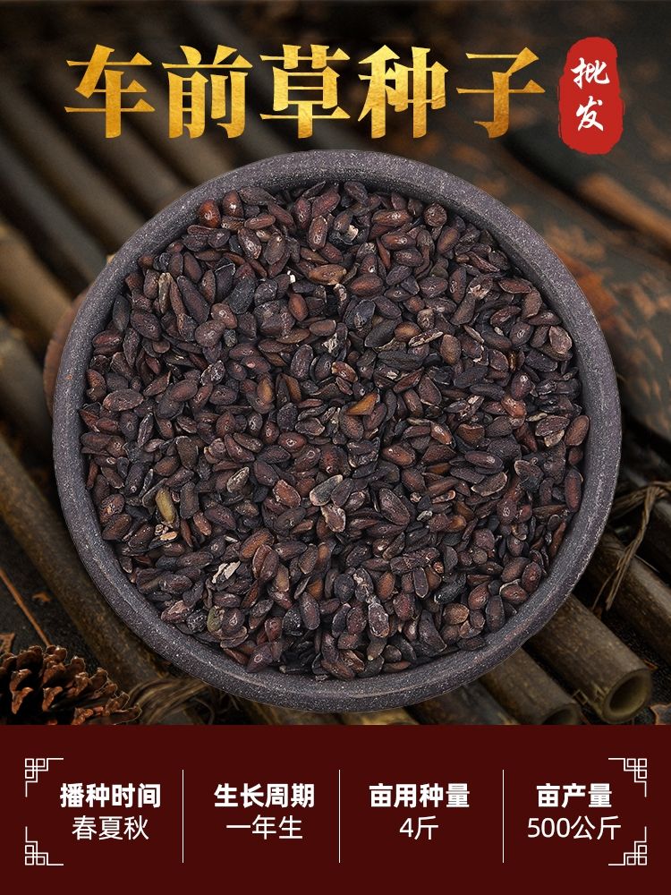 安国市车前草种子，车前草籽，纯新四季可播品种