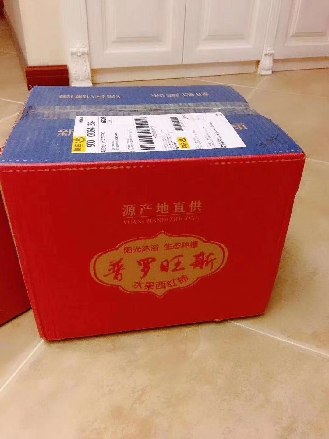 毛粉番茄苗  沙瓤软粉西红柿普罗旺斯正品种苗供应