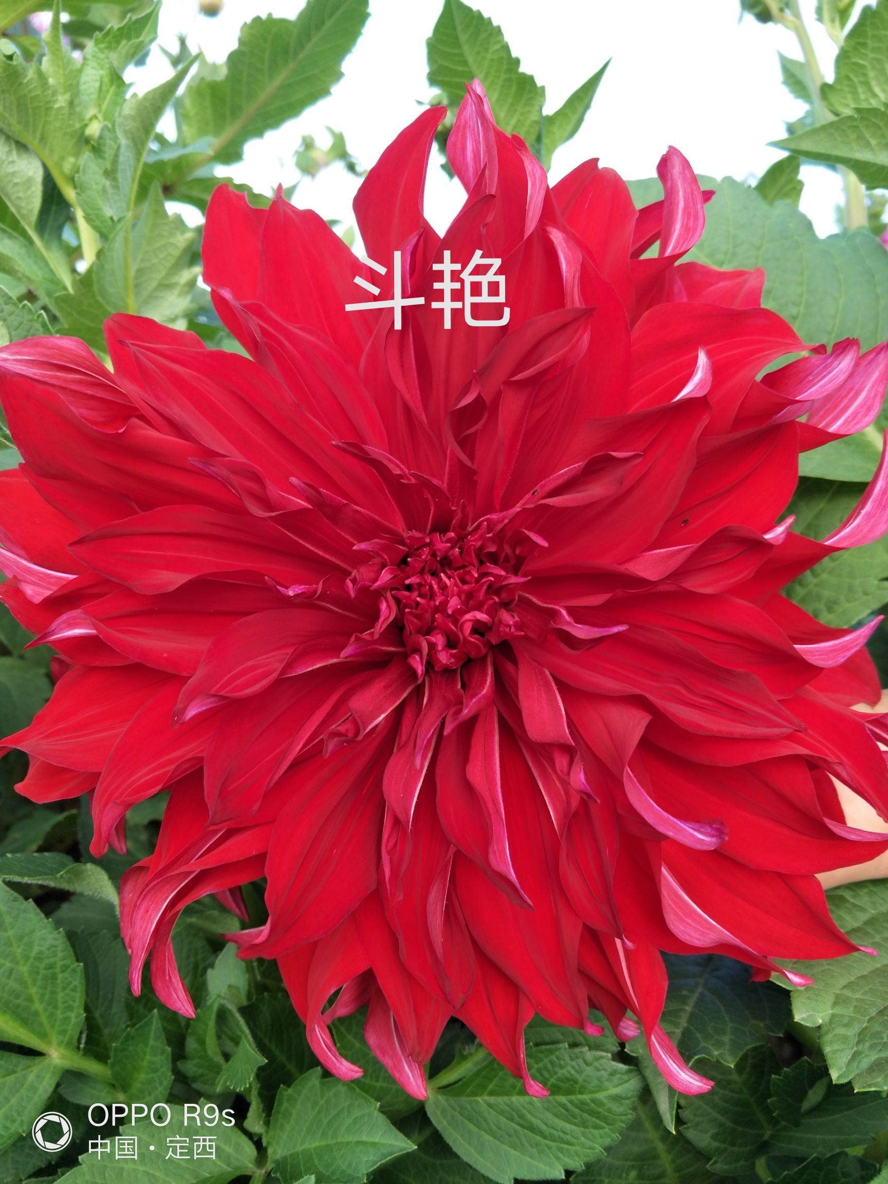 大丽花苗  甘肃大丽花,临洮大丽花,甘肃临洮大丽花,甘肃芍药,切花芍药