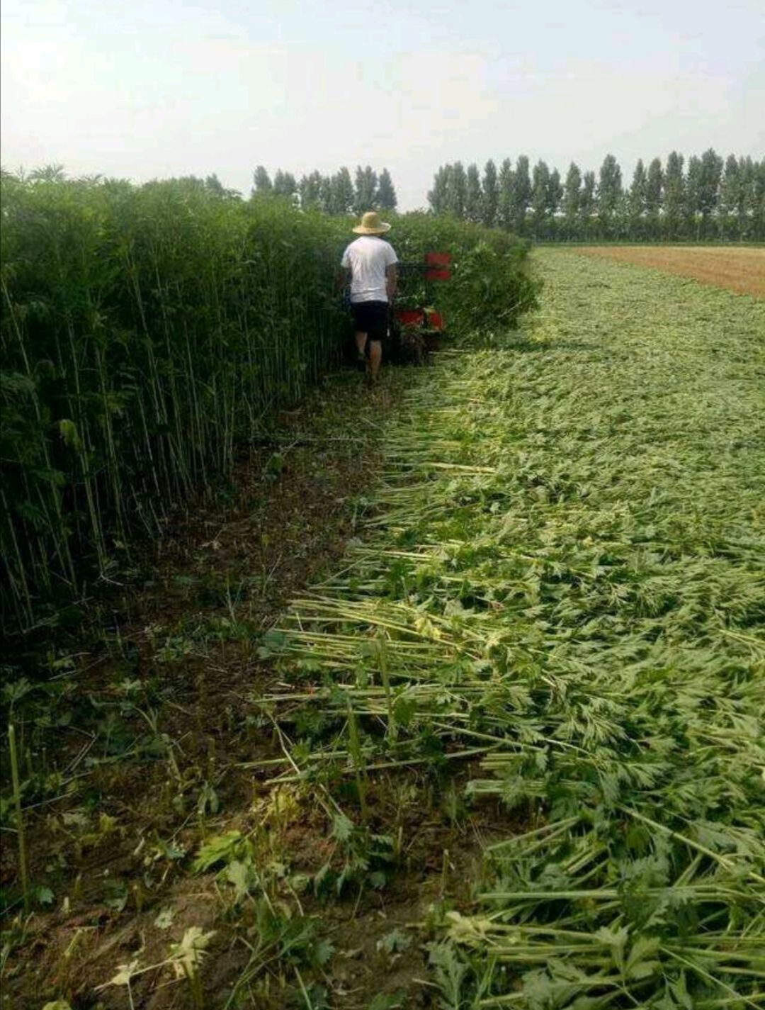 益母草种子 种植简单好管理 免费提供种植技术 可回收产品