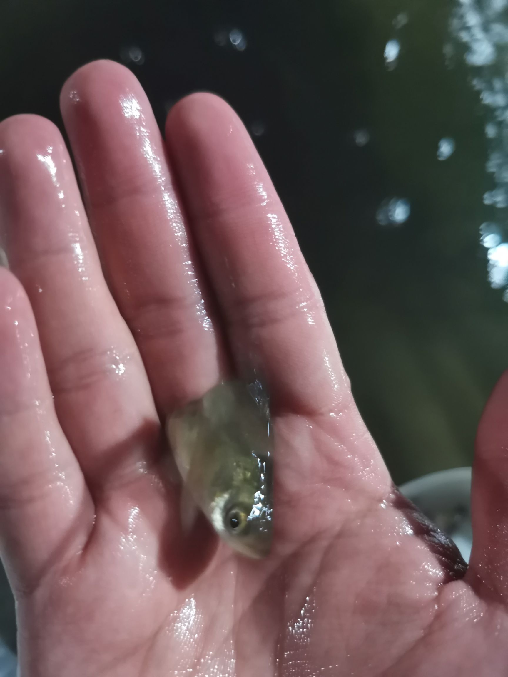 花鲢鱼苗，缩骨大头鱼苗，一级苗，花身个头大，基地直供