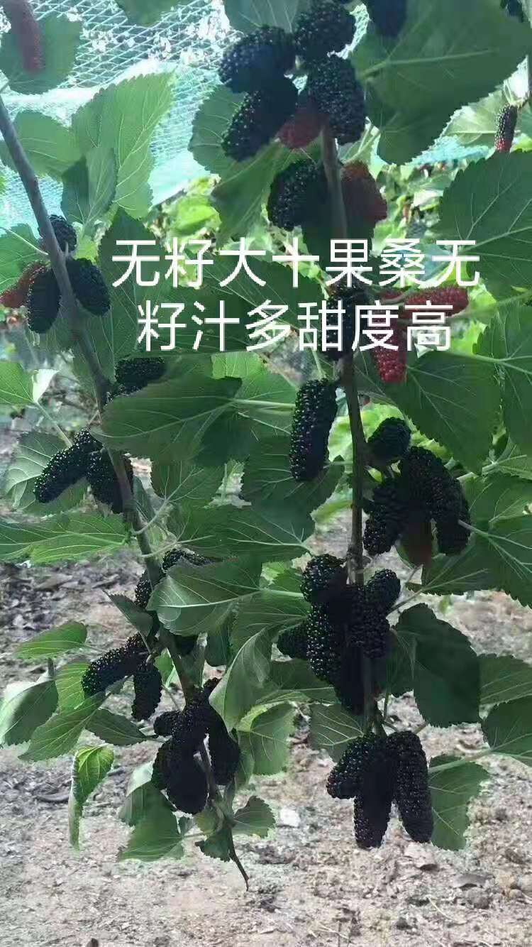 长果桑苗  无籽大十现挖苗